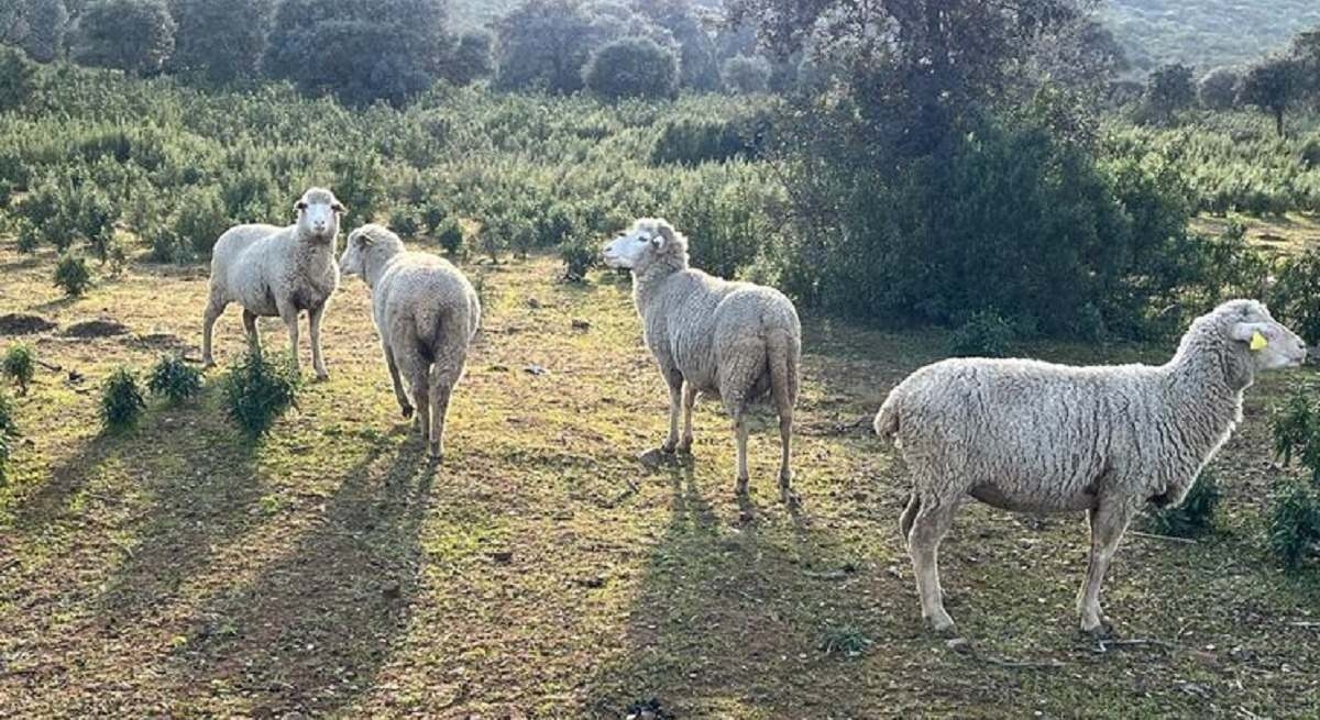 Mavi dil, Ekstremaduralı hayvan çiftçilerini bir kez daha tehdit ediyor
