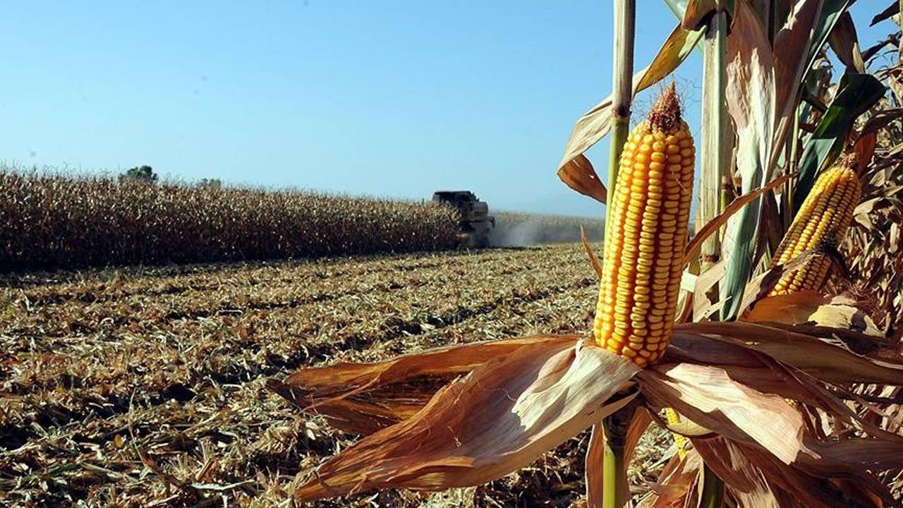 Maíz en el campo, el AKP busca importaciones