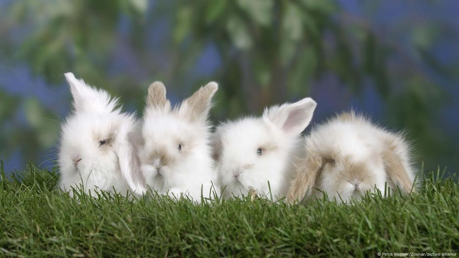 From the sofa to the predator enclosure - when pets save zoo animals