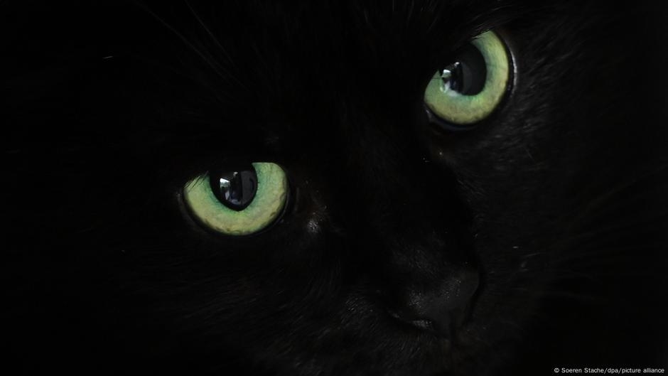 Black Cats: Between Superstition, Witches and Halloween