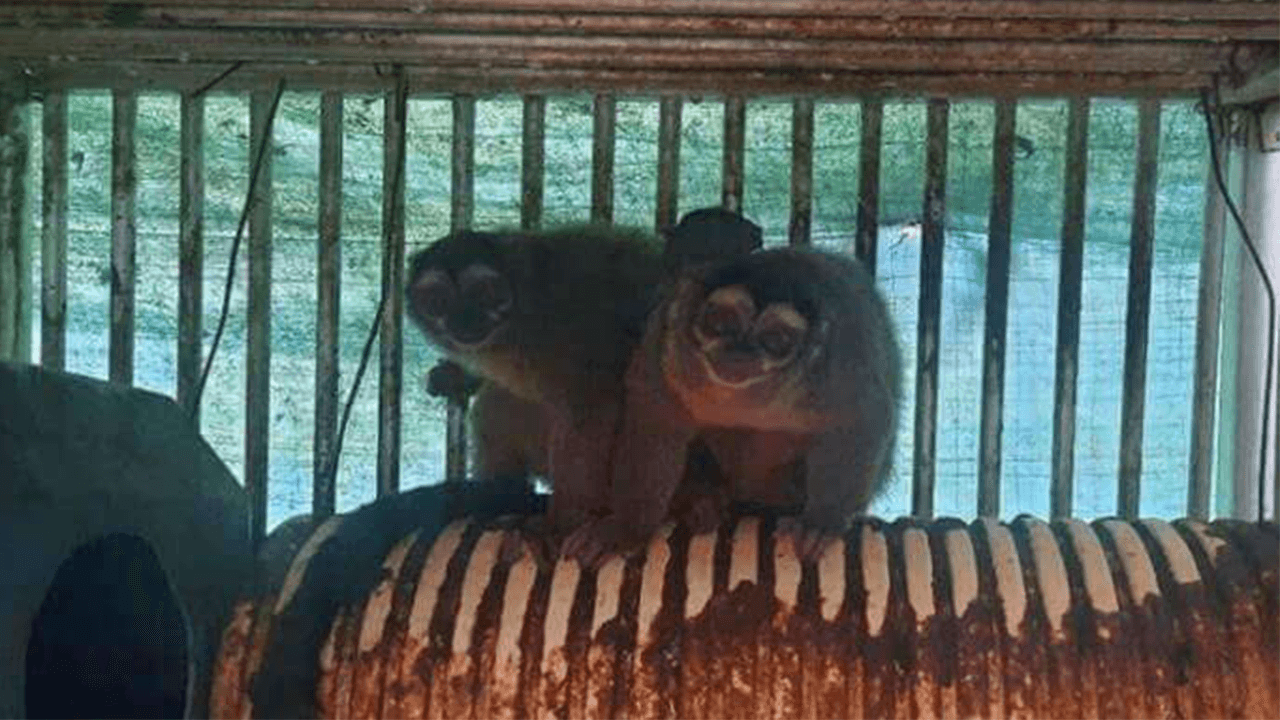 PETA приветствует требование республиканских законодателей прекратить финансирование Национальных институтов здравоохранения (NIH) для «жестоких» зарубежных испытаний на животных