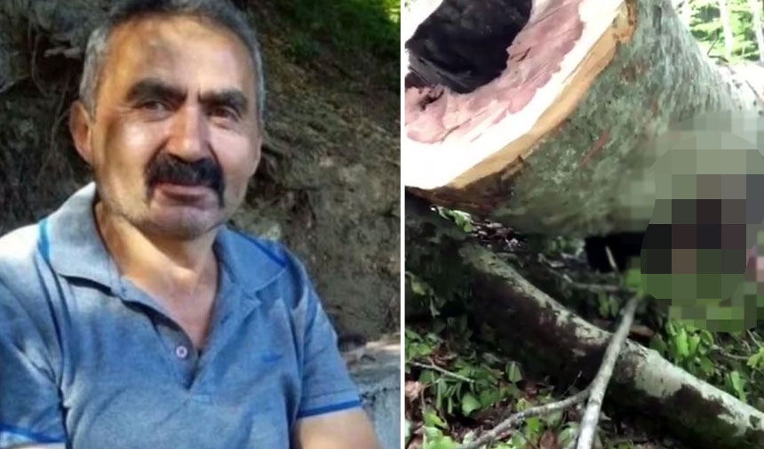 Un ouvrier meurt après avoir été coincé sous un arbre qu'il a abattu