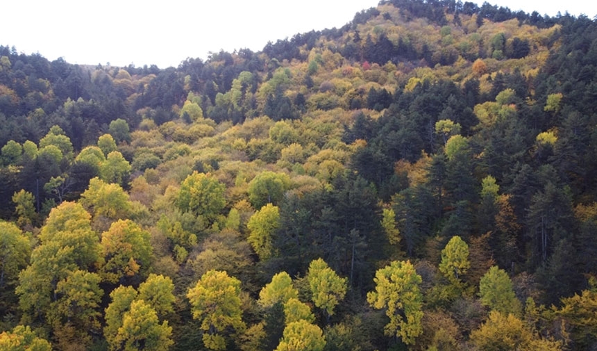 ¡Está prohibido entrar al bosque en Kocaeli!