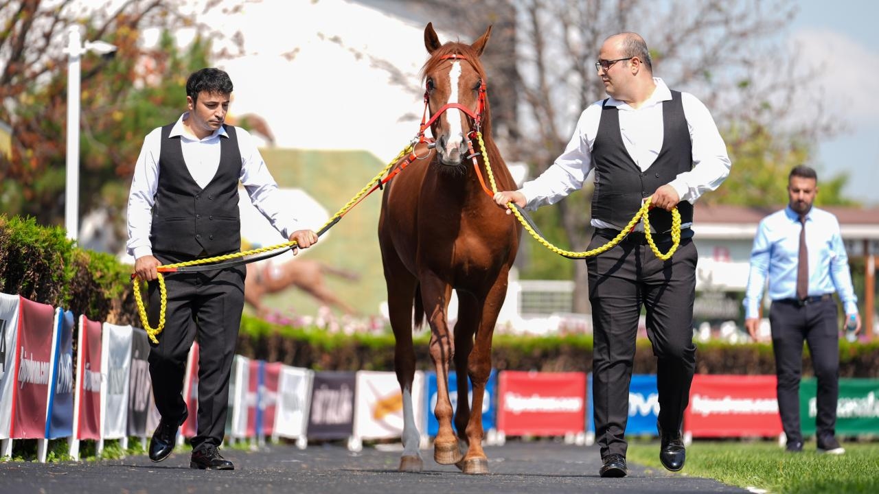 TİGEM will sell 59 purebred Arabian race foals