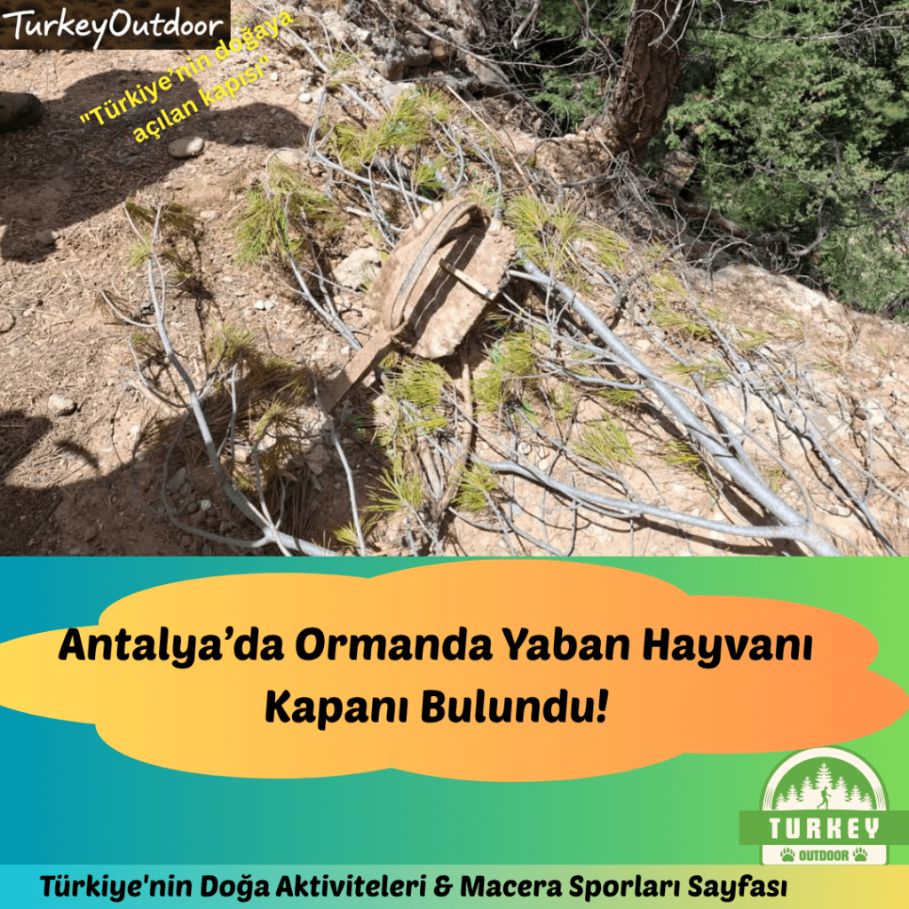 Attention Nature Hikers! Wild Animal Trap on Forest Road in Antalya!