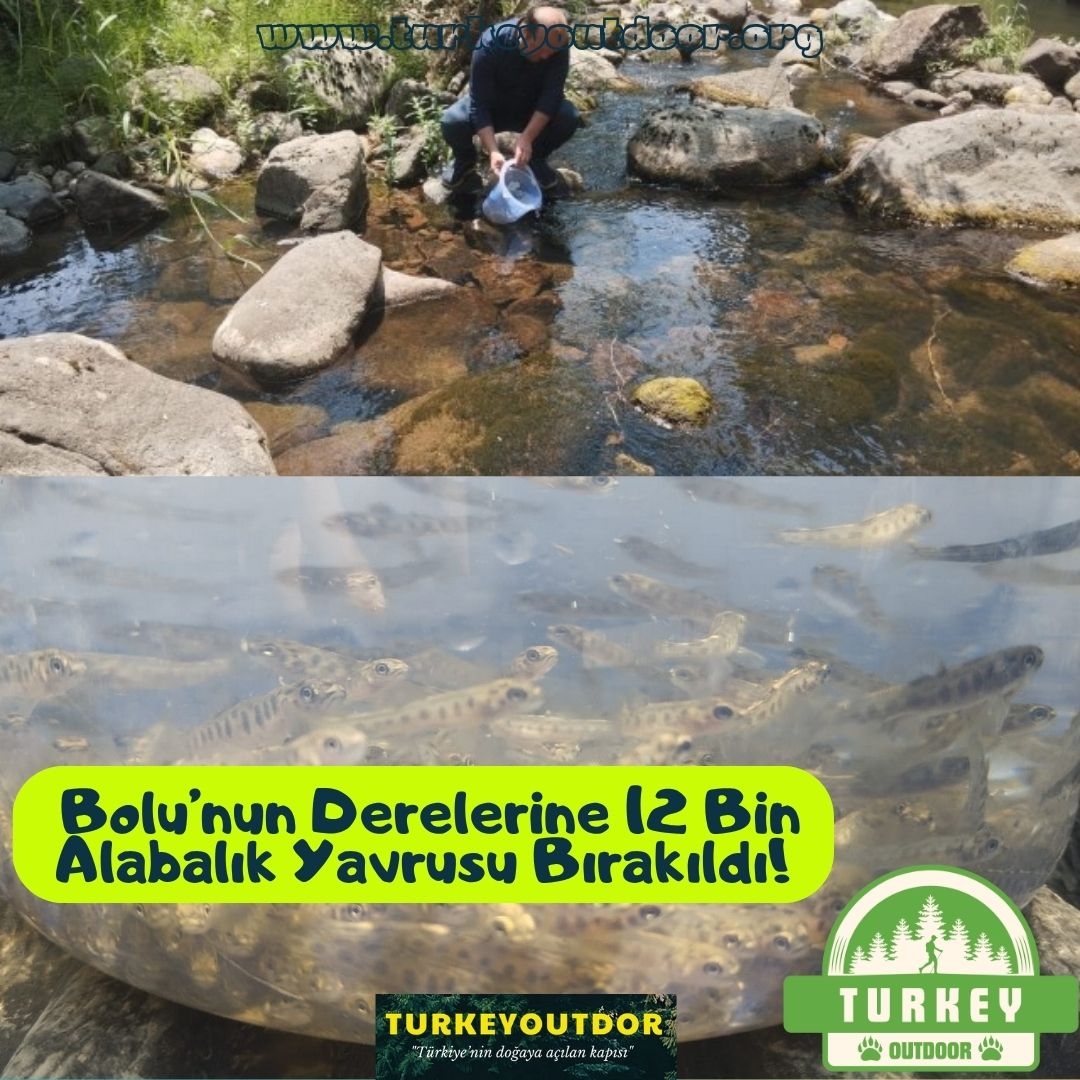 12 Thousand Trout Fry Were Released into Bolu's Streams!