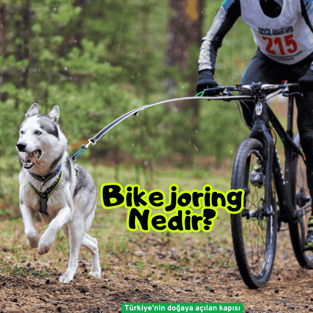 Bikejoring Nedir?