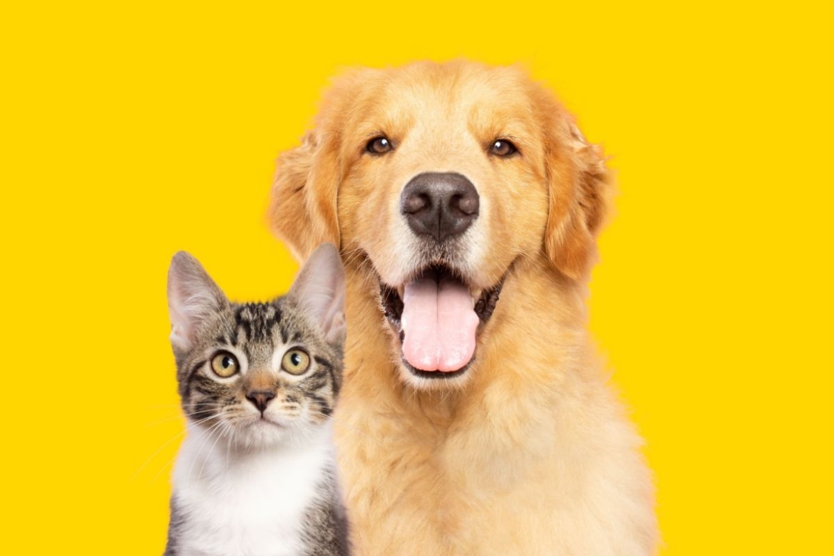 Koud weer heeft invloed op de gezondheid van honden en katten; zie de benodigde zorg