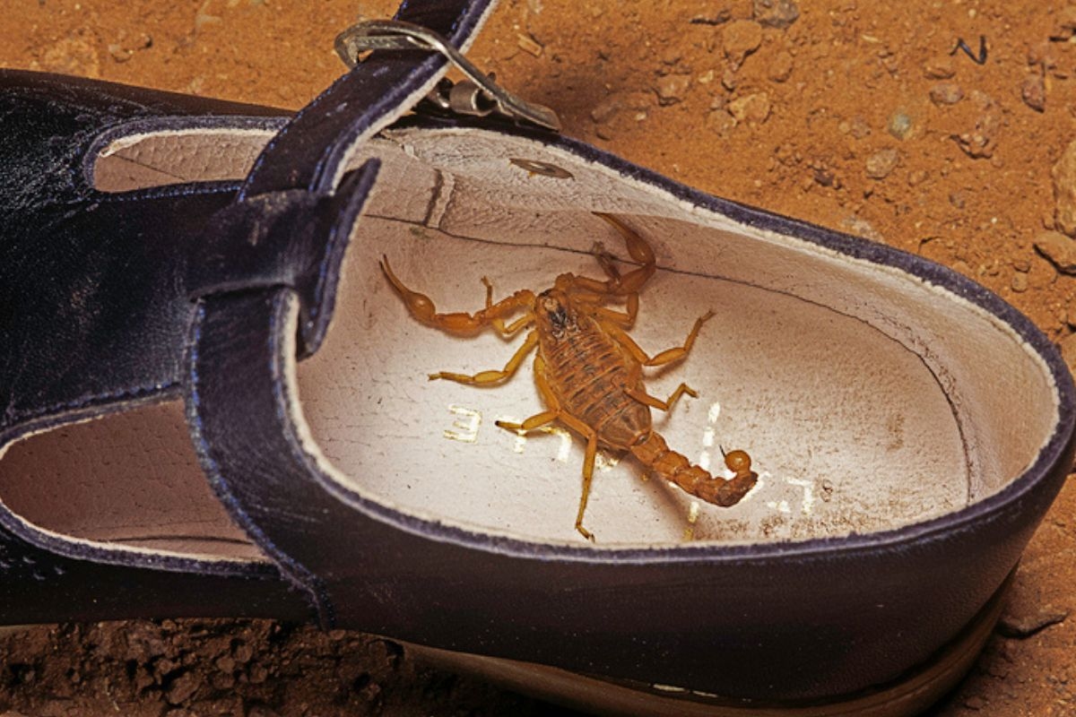 ¡Encontré un escorpión! ¿Y ahora qué? Un biólogo me aconseja qué hacer.