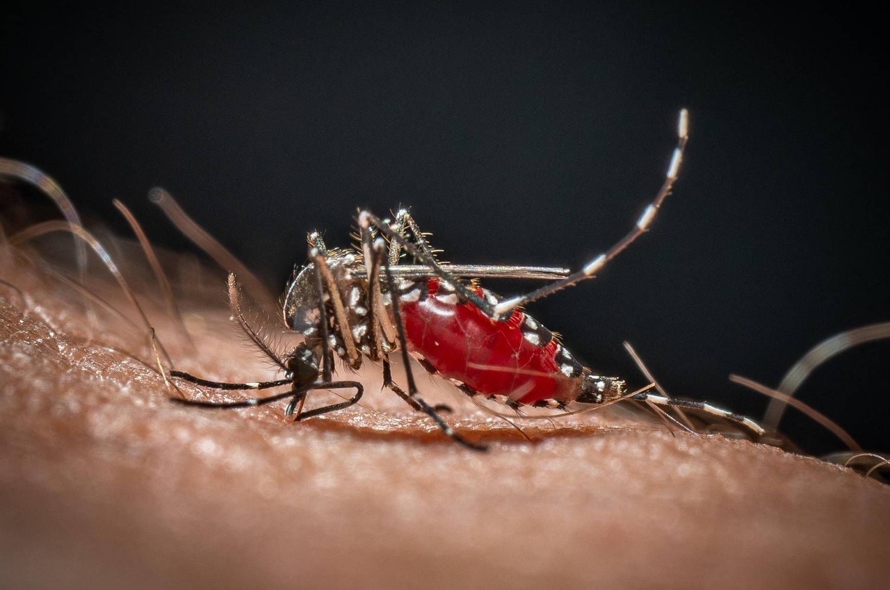 Chikungunya, first indigenous case in Veneto: 64-year-old infected