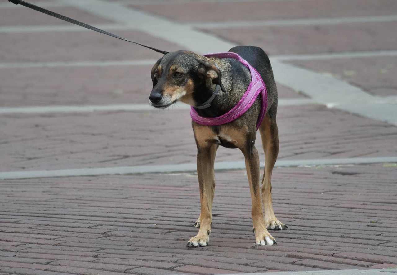 Estate, sindrome da rientro anche per i pet. Il veterinario: "Ecco come gestirla"