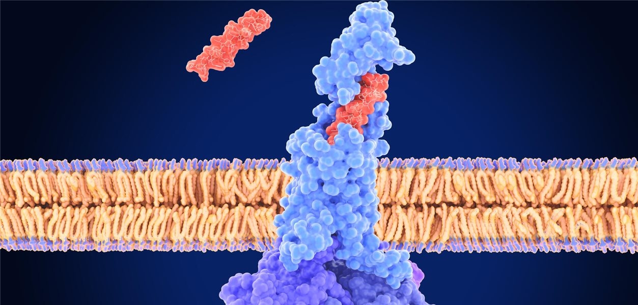 According to a study, incretin mimetics reduce the cancer risk in obese patients.