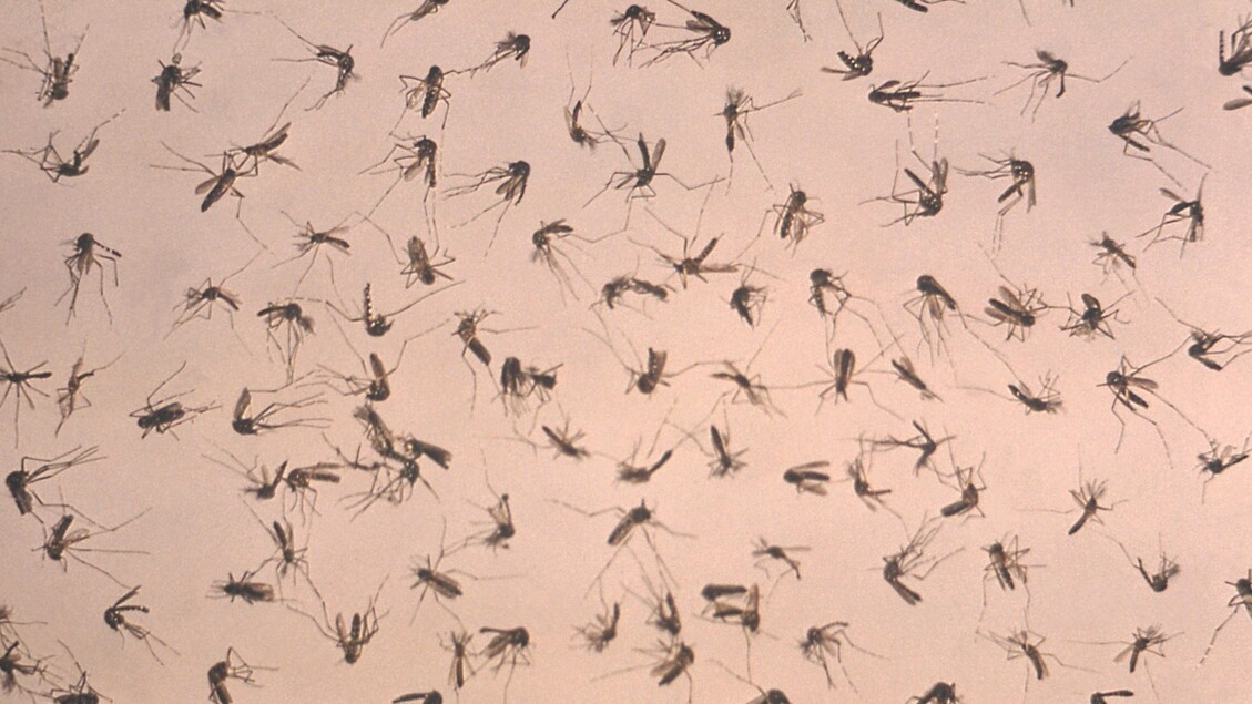 Een geval van dengue gemeld in de regio Vicenza