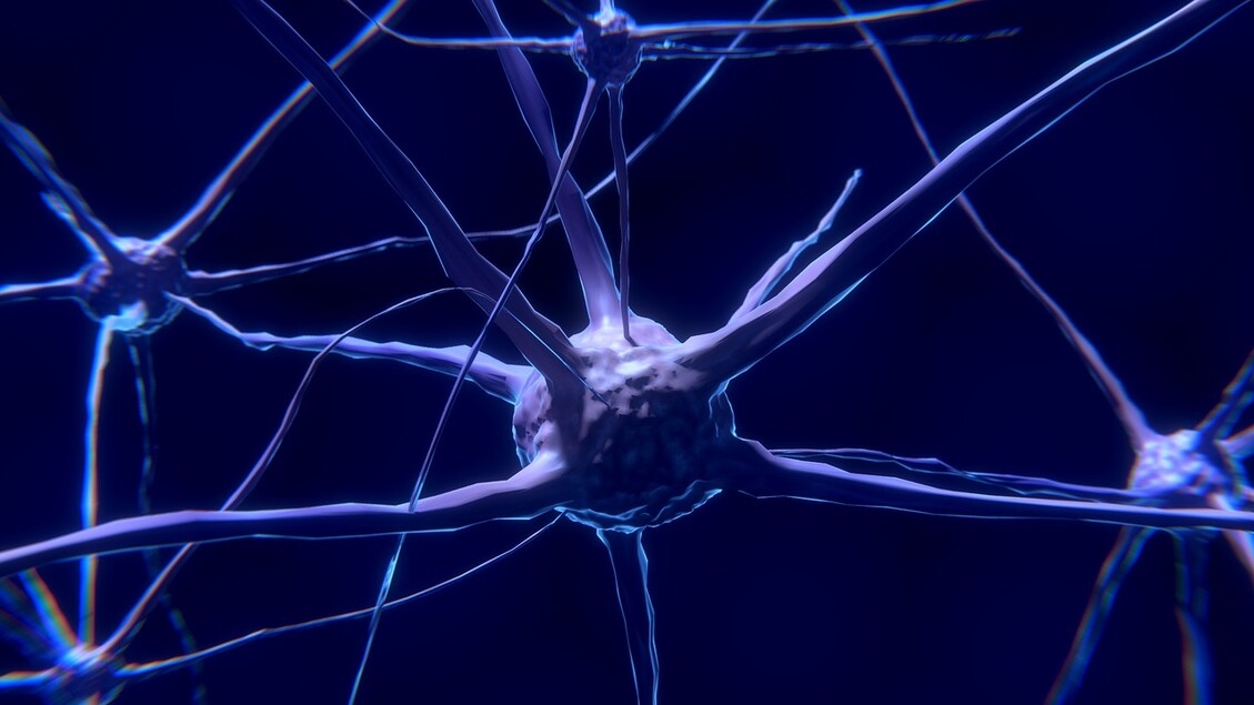 Ein Protein, das der Neurodegeneration entgegenwirkt, wurde identifiziert