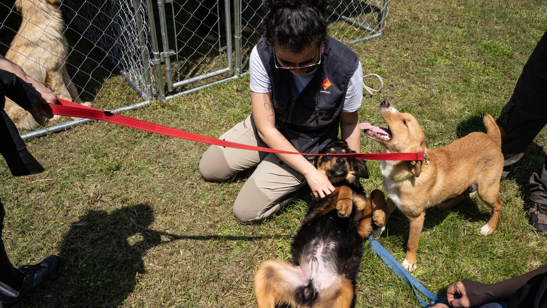 Cães como doadores de sangue, acordo zooprofilático Veneza-Enpa