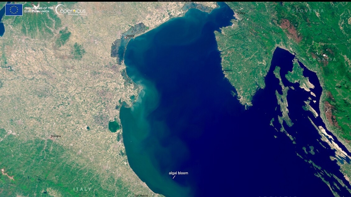 De Adriatische Zee kleurt groen, algenbloei keert terug