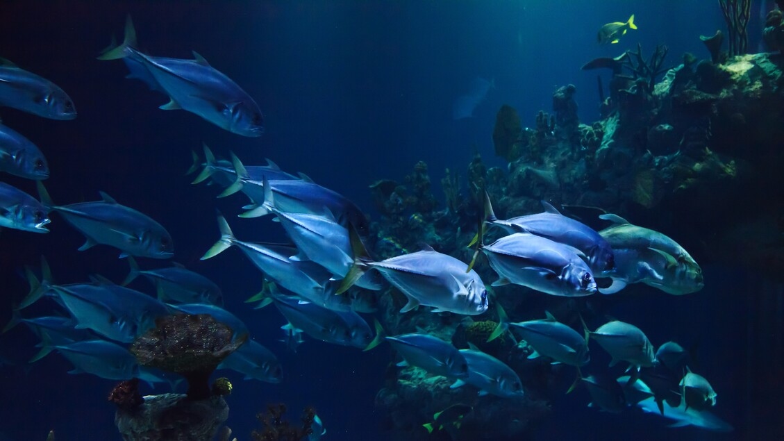 Océanos, el reto es defender la biodiversidad y los fondos marinos