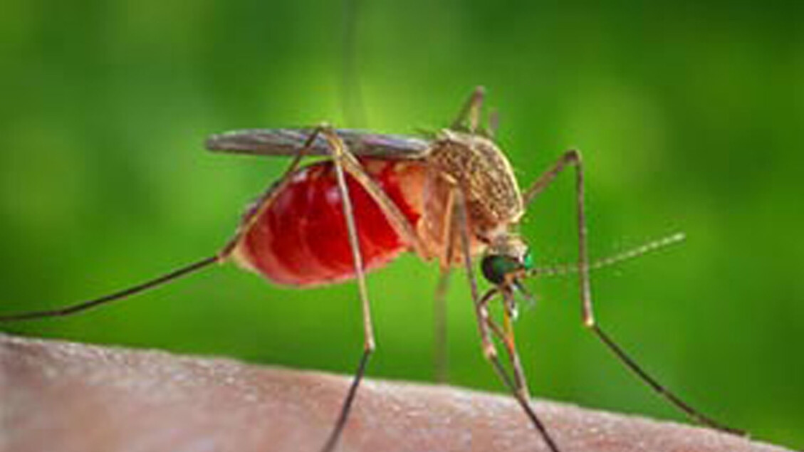 Dans le Latium, un décès dû au virus du Nil occidental a été enregistré ; une femme est décédée à Fondi.