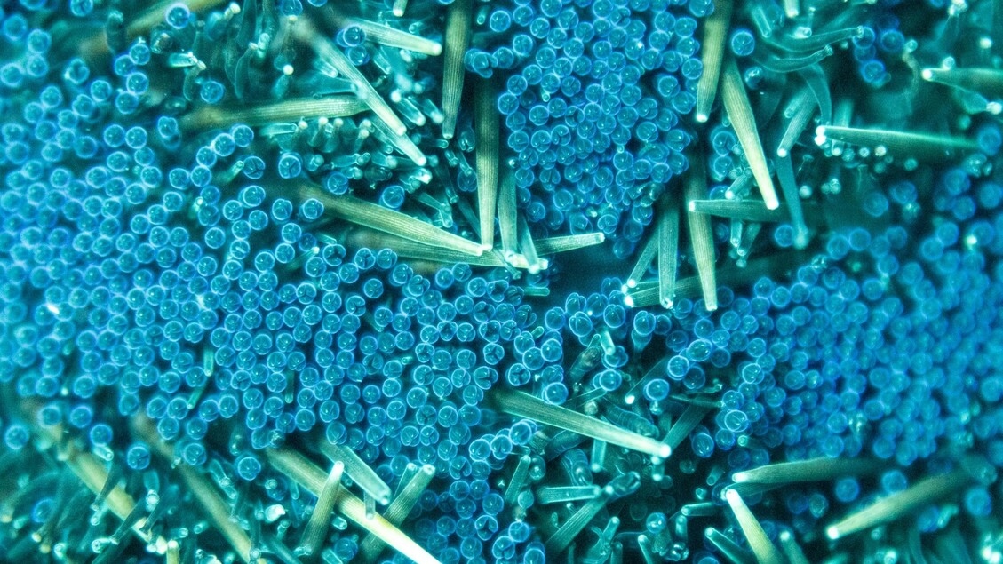 Mikroplastik auch in menschlichen Keimflüssigkeiten gefunden
