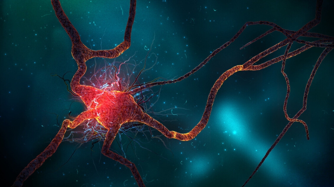 Le cerveau et les neurones continuent de se former même à un âge avancé