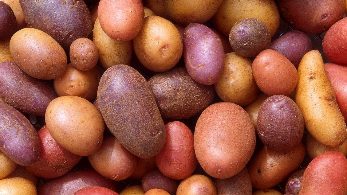 As batatas evoluíram dos tomates há 9 milhões de anos