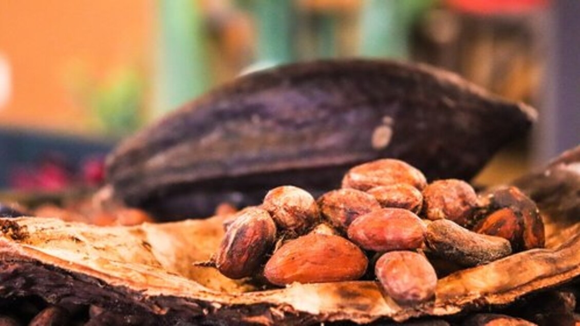 Bacteriën behoren tot de belangrijkste factoren voor de beste chocoladesmaak