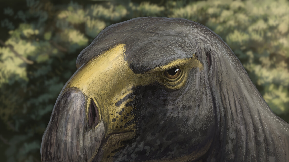 Le dinosaure au regard d'aigle VIDÉO
