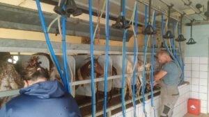 Разнообразие и звуковые ландшафты Вила-ду-Бишпу запечатлены в новом архиве