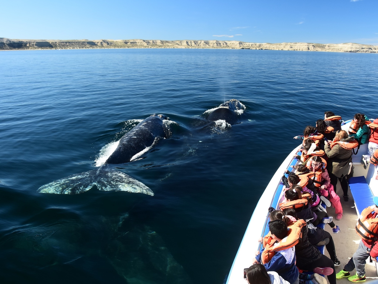 Quand commence la saison d'observation des baleines à Puerto Madryn et quels sont les prix des excursions de vacances d'hiver ?
