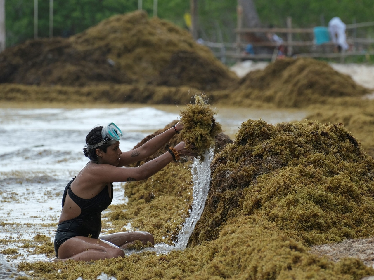 Alerta en las playas del Caribe por el sargazo que en 2025 ya es récord