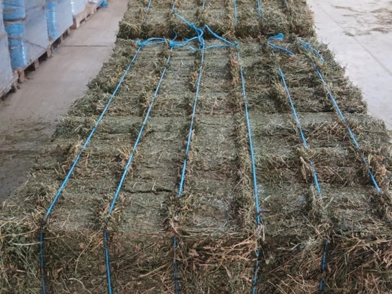 "Un'attività appena decollata": quattro soci valorizzano una coltura e l'export verso i Paesi del Golfo
