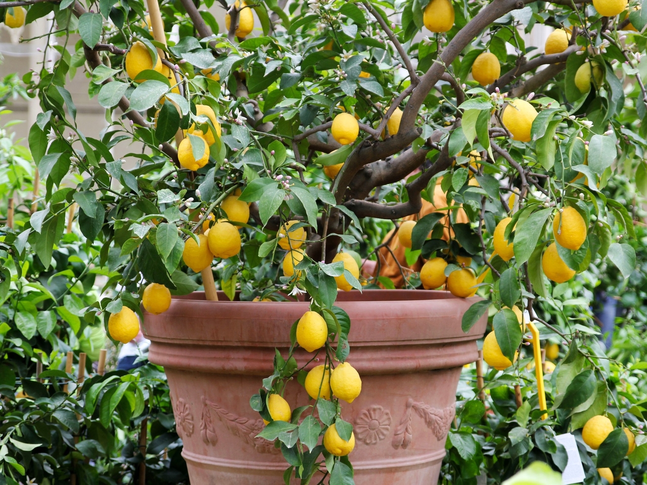 Limon ağacım için en iyi organik gübreler hangileridir?
