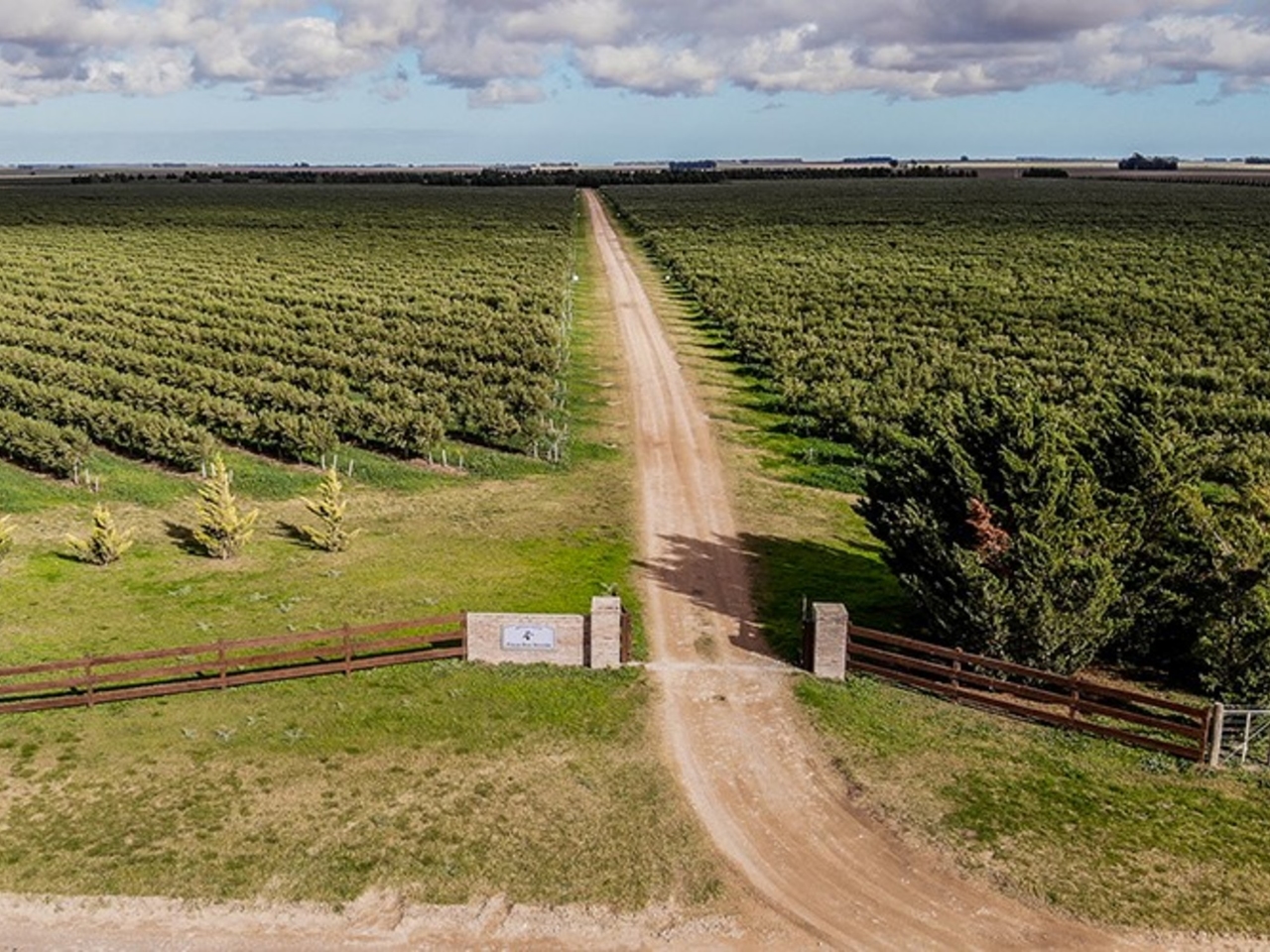 Un circuito poco conocido en Buenos Aires: cómo es la ruta del aceite de oliva que tiene campos premiados y un árbol conectado al Papa