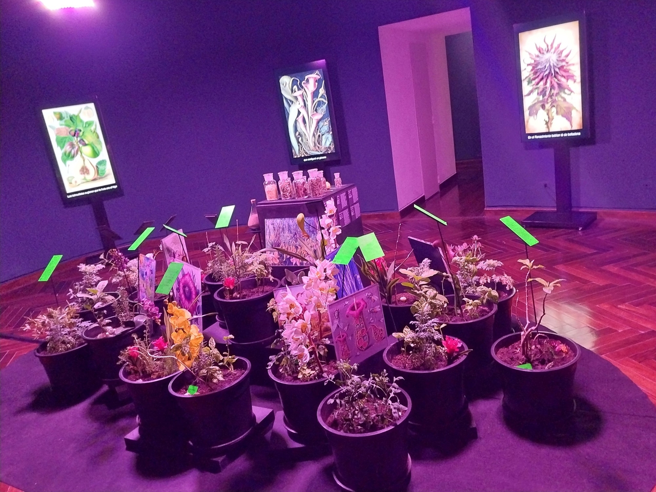 La muestra 'Sospechosas' de Giselle Beiguelman explora el vínculo entre plantas, ciencia e IA