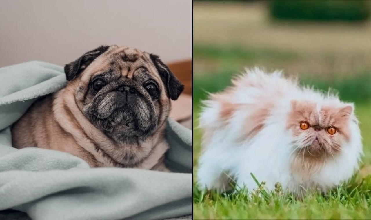 ¿Por qué los gatos y los perros se parecen?