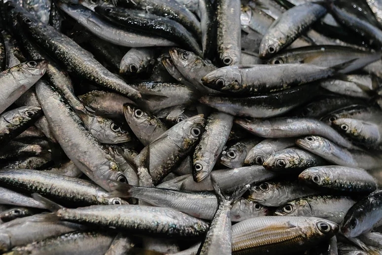 La pesca de sardina con redes de cerco está prohibida entre el sábado y el lunes en el Algarve