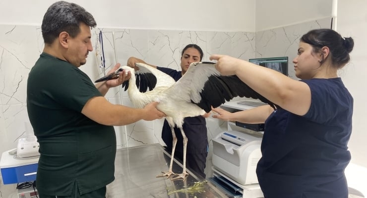 A tired stork is under protection in Manisa