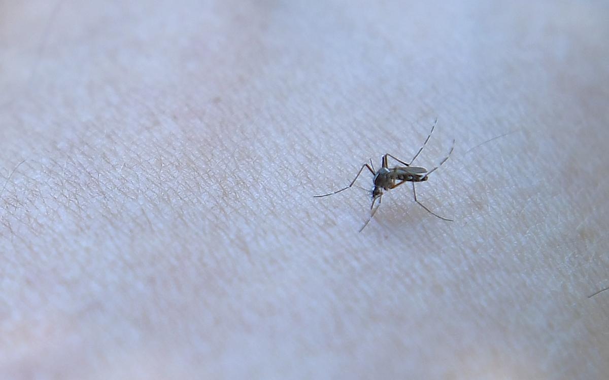 Dois casos autóctones de chikungunya detectados em Dordonha