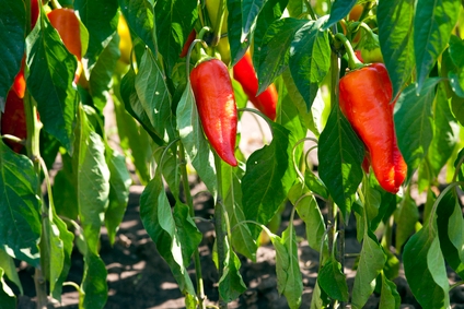 Bell peppers top list for pesticide residues on vegetables