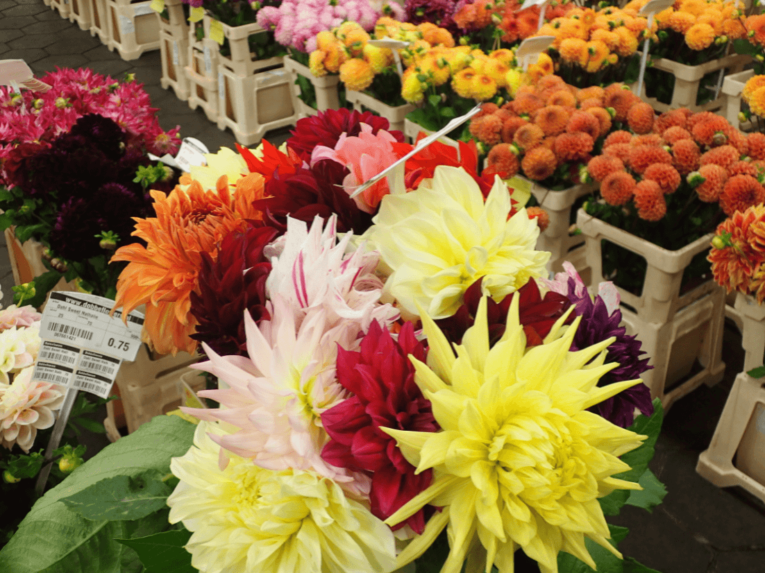 Sagen Sie es am Muttertag nicht mit giftigen Blumen, sagen Aktivisten
