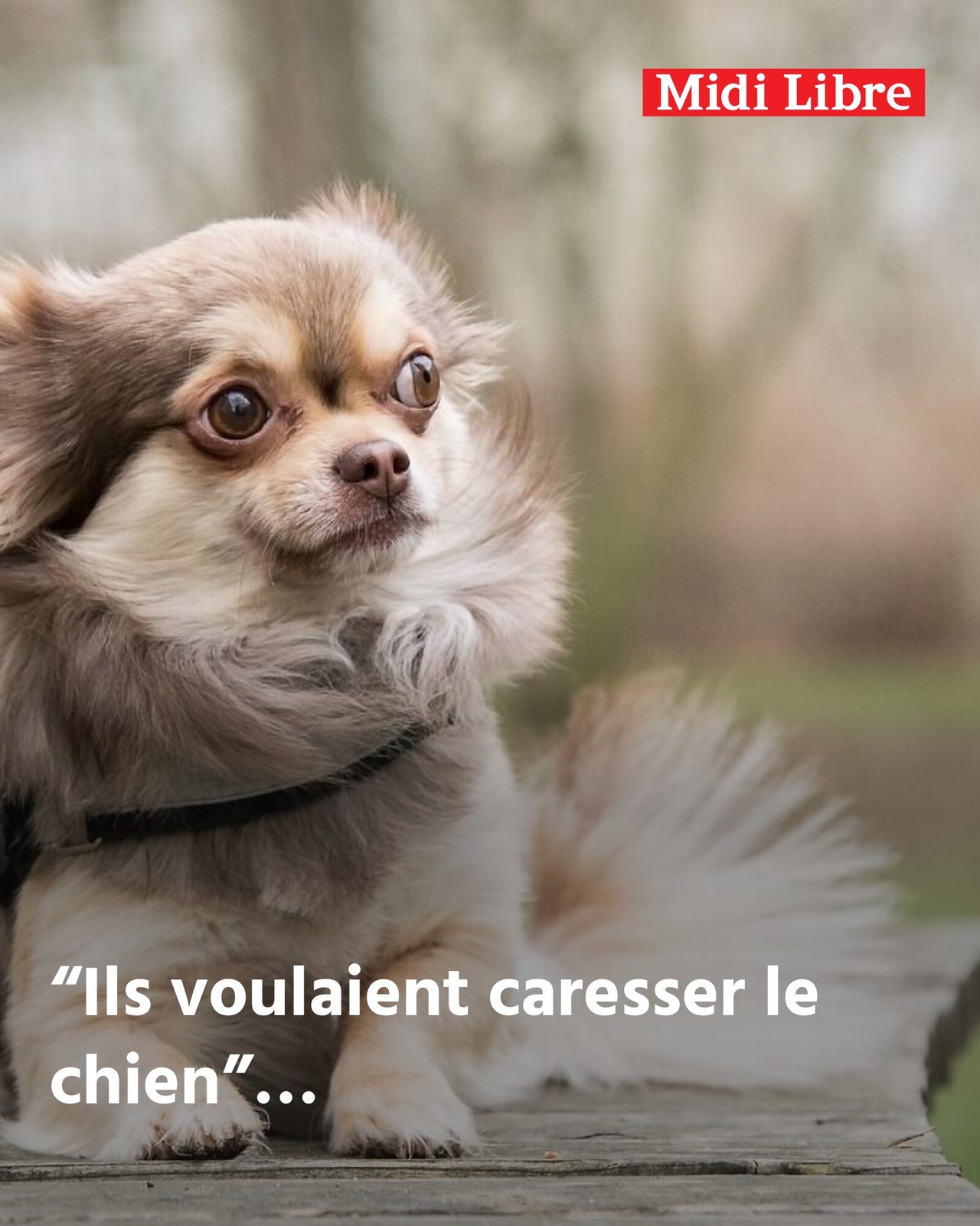 Montpellier (34): Chihuahua'sını gezdirirken iki adam onu elinden kapmaya çalıştı ve koltuk değnekleriyle vurdu; bir Faslı ve bir İtalyan tutuklandı, düzensiz bir durumda oldukları düşünülüyor