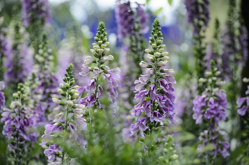 Ecco i nostri 8 fiori preferiti da seminare a luglio