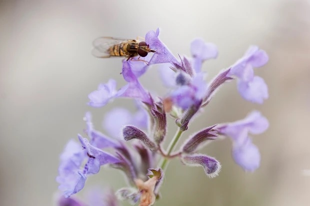 14 nektarreiche Blumen für Bestäuber