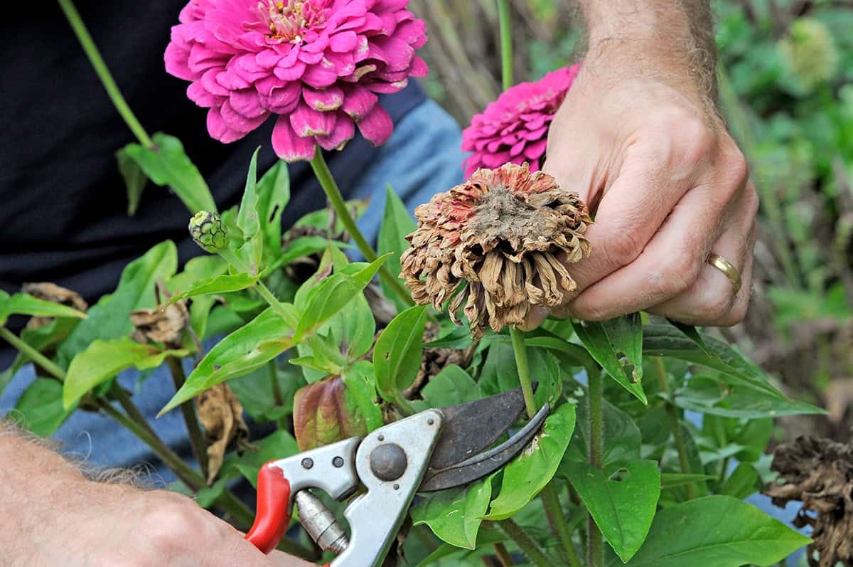 Fiori appassiti? Tagliateli per questi 6 motivi
