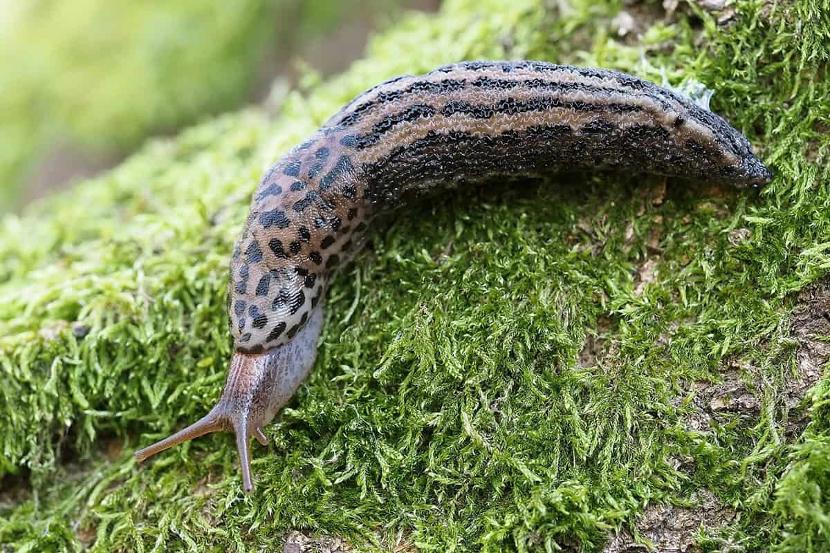 La lumaca tigre: la lumaca che vorresti davvero nel tuo giardino
