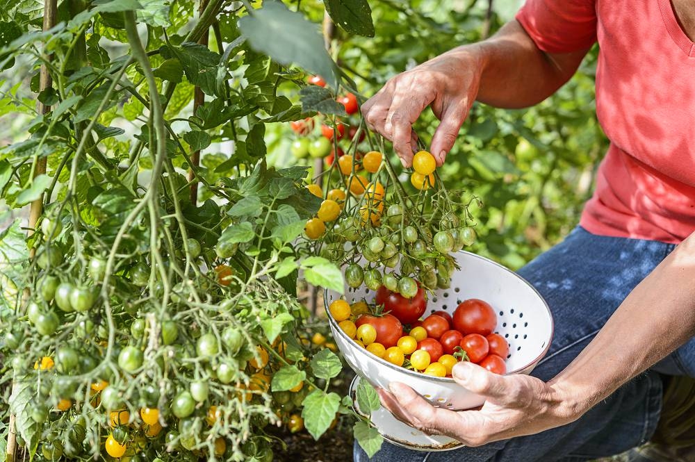 With these 5 tips you can harvest the tastiest tomatoes for a longer period