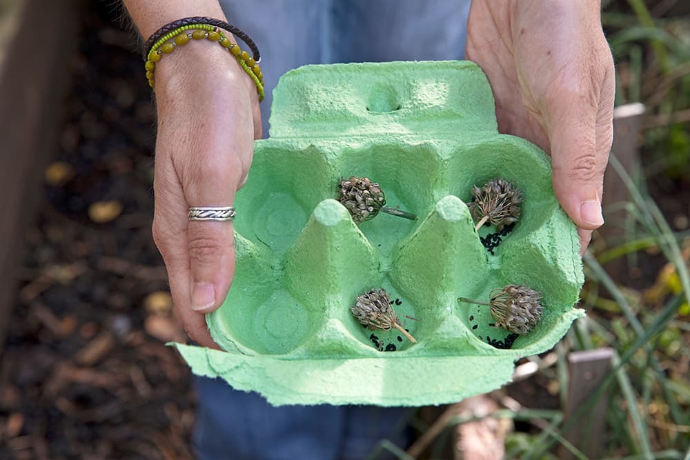 Geld sparen im Gemüsegarten? So ernten Sie Gemüsesamen.