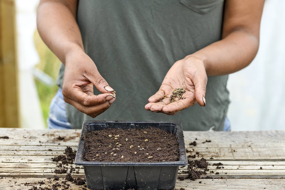 Sowing marigolds: when and how do you do it?