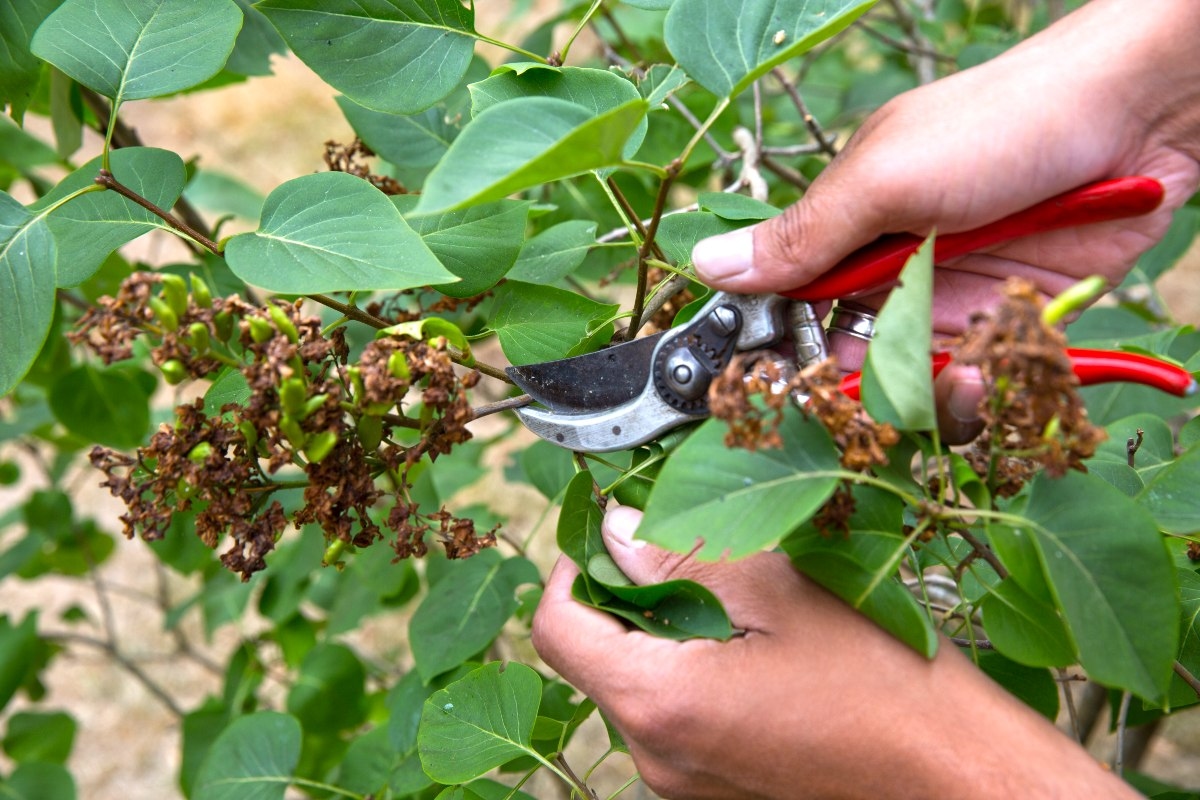 Pruning lilac: when and how do you do it?