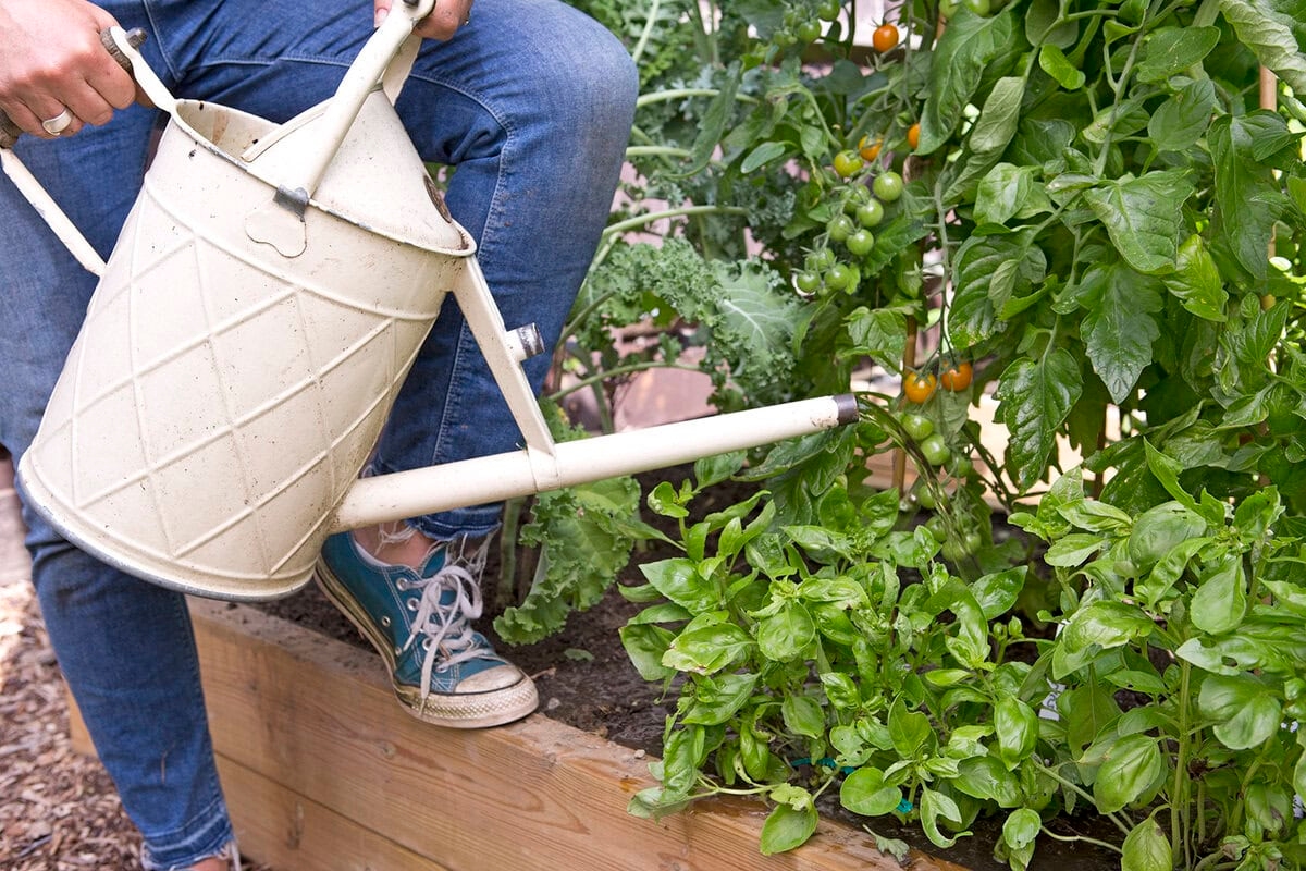 Tomaten bemesten: dit moet je eerst weten!